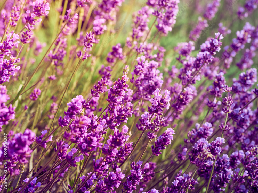Obraz premium Lavender flowers in flower garden.