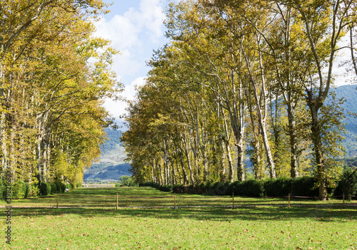 Avenue of plane trees on the background of blue mountain ranges in Georgia. Martvili District. Salkhino photo