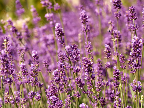 Lavender flowers in flower garden. © Kulbabka