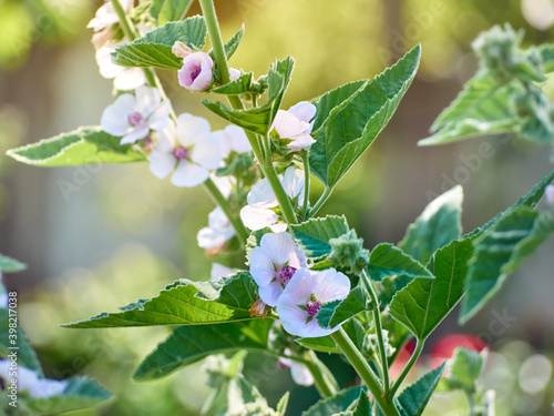 Wild flower Althaea officinalis in the garden.