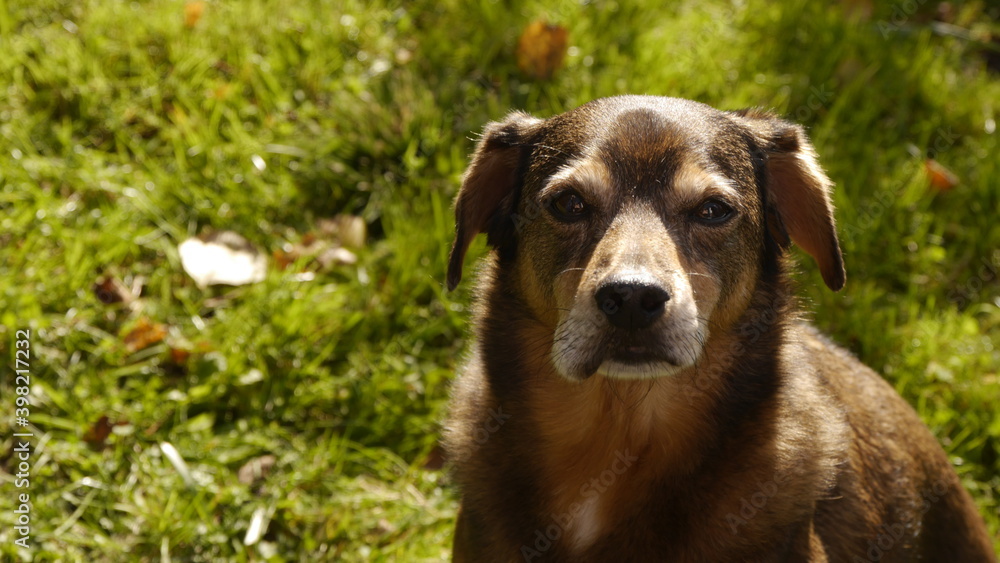 Hund mit geschwollener Lefze nach Wespenstich, allergische Reaktion