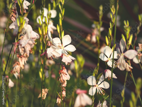 Gaura 'Whirling butterflies' blooming in a sunny autumn garden, closeup with selective focus and shallow depth of field photo