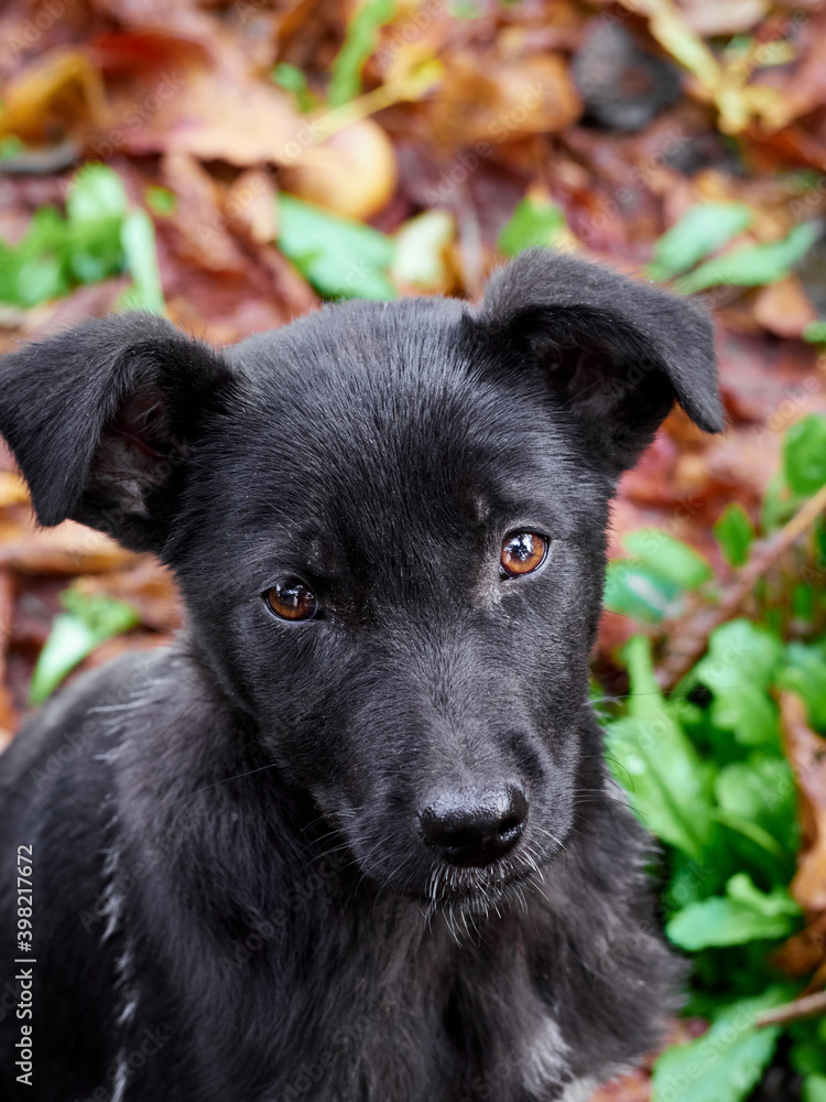 Portrait of a black puppy.