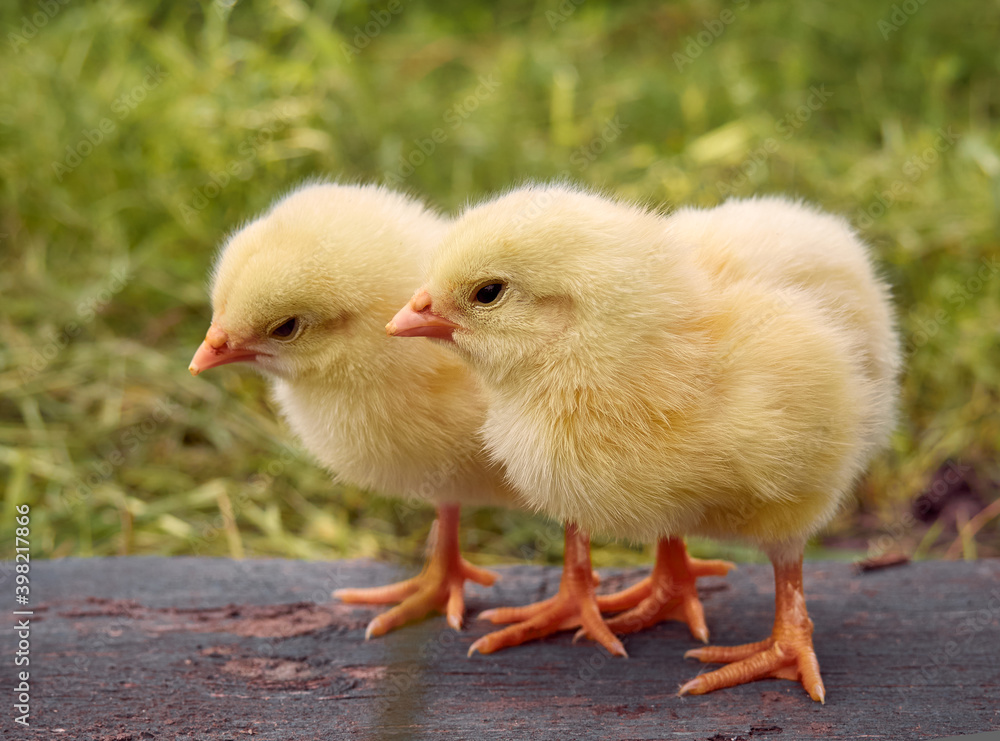 Obraz premium Little yellow cute baby chicks.