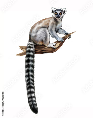 The ring-tailed lemur (Lemur catta)