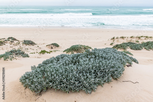 Dune vegetation growing along the coastline photo