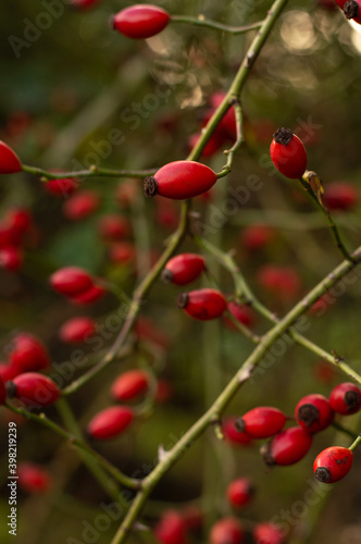 On a blurred green background, twigs with ripe, red rose hips.