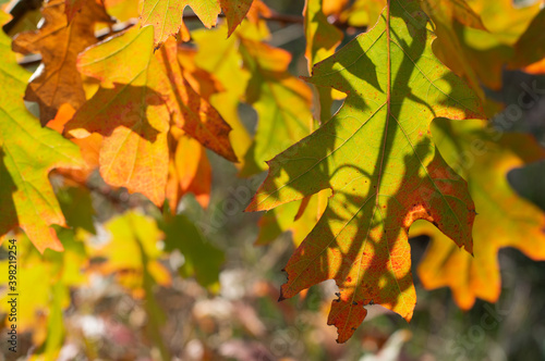 Yellow-green  orange oak leaves on a background of an autumn forest on a sunny day.