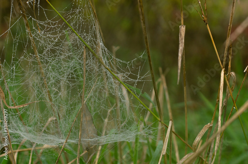 Against the background of a blurred autumn forest on a cloudy morning in the grass, a cobweb with dew.