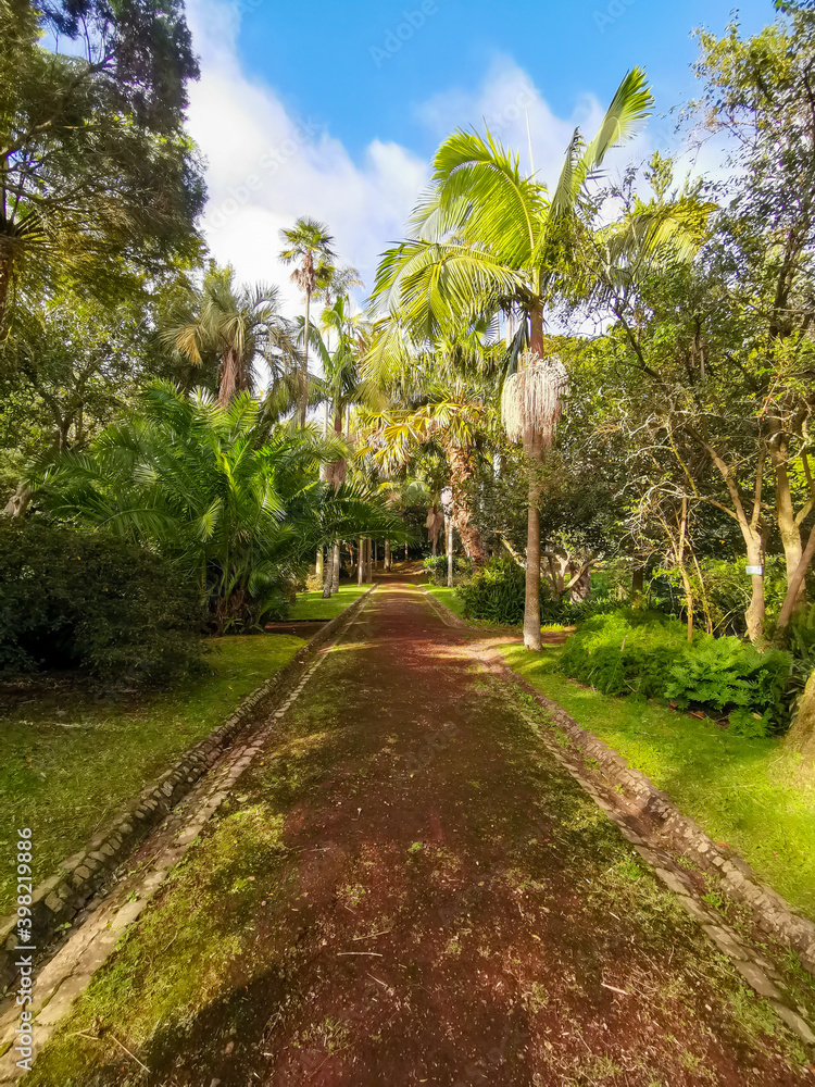 Fototapeta premium Flowers and Plants in the landscapes of São Miguel - Azores
