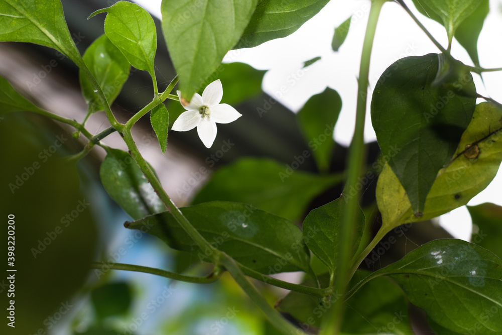 Obraz premium A Green Chili in the garden (edited)