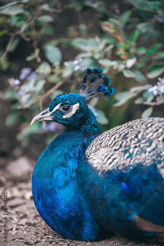 Stunning peacock head. Peacock bird, closeup Stunning peacock head. Peacock bird, closeup