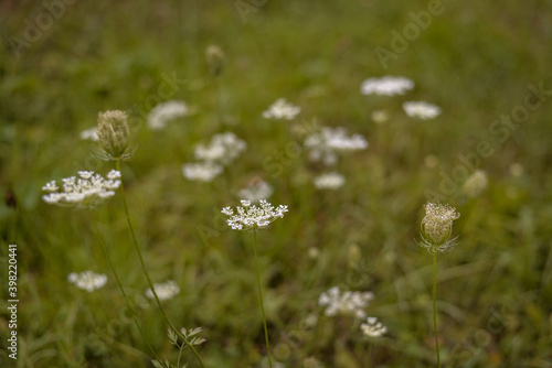 Queen Anne's lace in the green grass. Ammi major plant in spring season