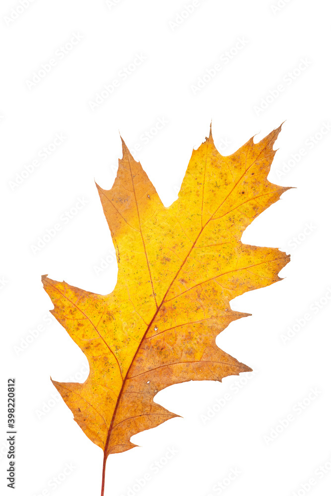 Fototapeta premium Bright orange autumn leaf on an isolated white background