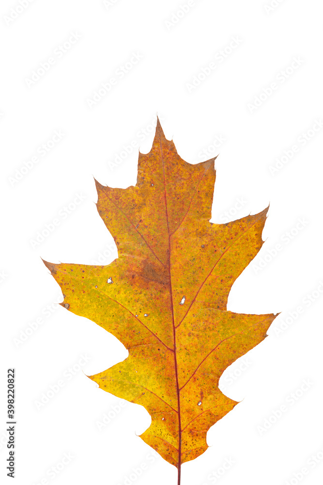 Fototapeta premium Bright orange autumn leaf on an isolated white background