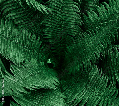 Fern leaves texture in a dramatic night atmosphere.