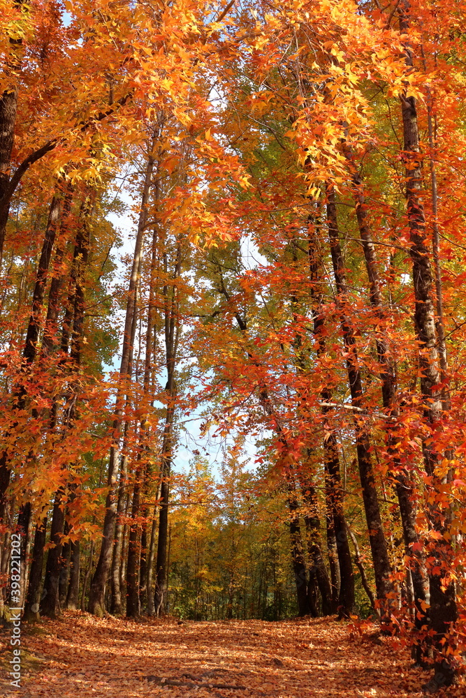 Fototapeta premium 針木浄水場 オレンジ色に染まる 紅葉 （高知県 高知市）