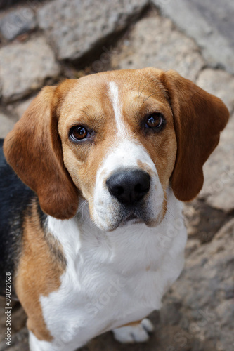  An adult dog of the beagle breed. a photo