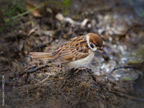 Bird Sparrow on the ground in summer