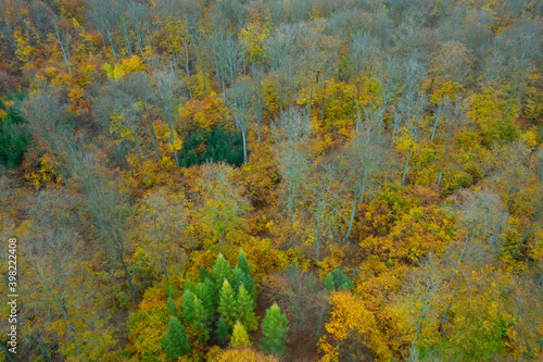 Zielony Las jesienią widziany z drona/