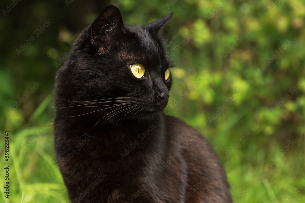 Beautiful bombay black cat portrait with yellow eyes close up in green grass in nature in spring summer garden
