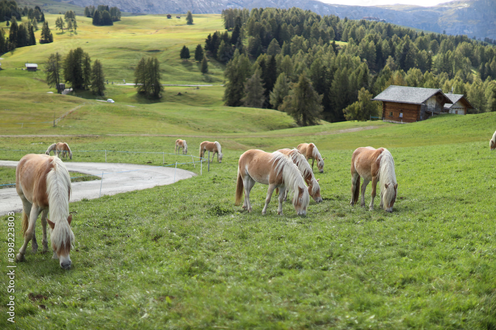 Fototapeta premium beautiful horse in Italian breeding