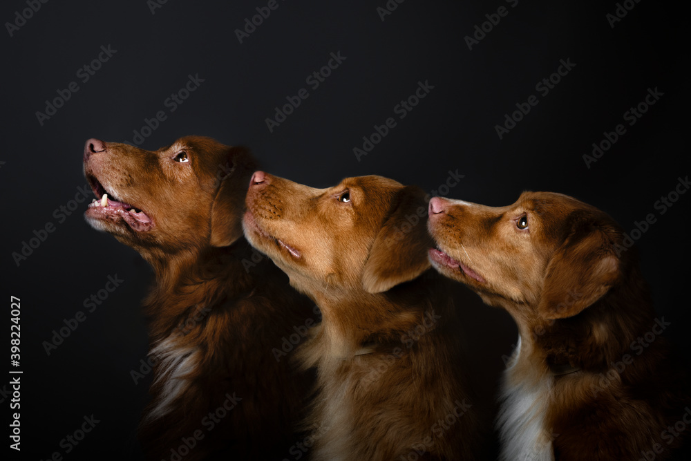 Obraz na płótnie Trzy psy w salonie