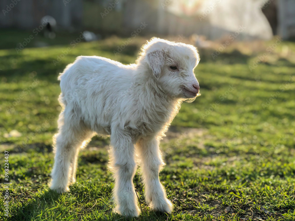 Photo of a white baby goat of two days old on green grass in back a village Photo of a white baby goat of two days old on green grass in back a village