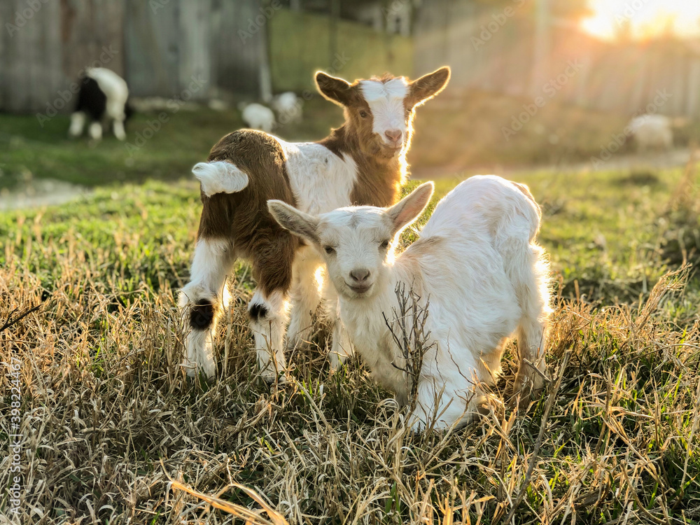 Obraz premium Photo of two baby goats on dry grass in back more goats