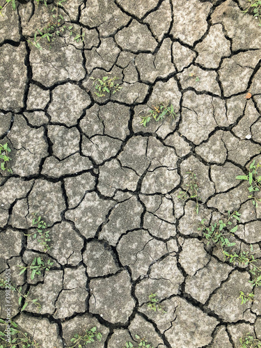 A photo of a cracked dirt road with more green plants
