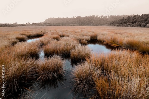 Sumpf Neuseeland 