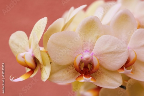 Orchideen 