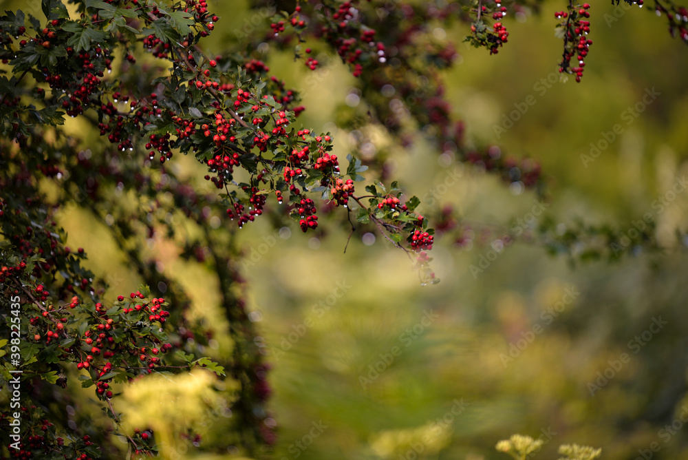 shrub of crataegus monogyna. hawthorn during ripening. natural medicinal plant shrub of crataegus monogyna. hawthorn during ripening. natural medicinal plant
