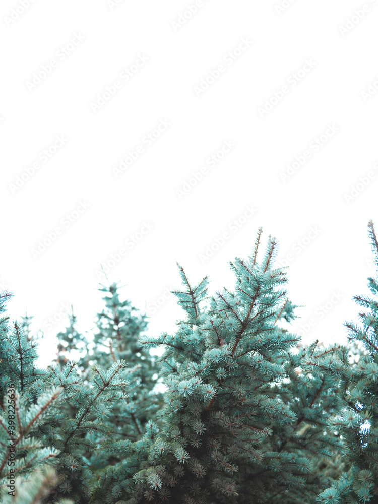 Fototapeta premium Beautiful evergreen blue spruce branches as a christmas background with a shallow focus and a copy space.
