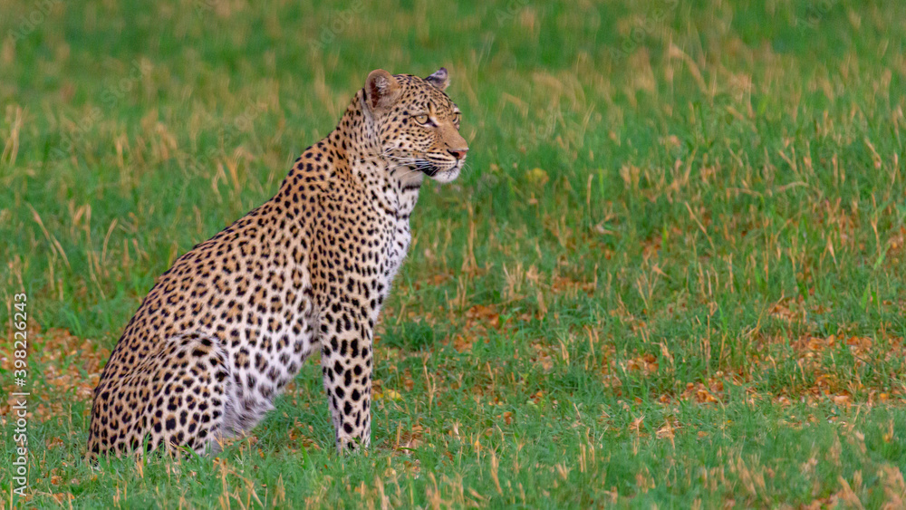 Fototapeta premium Leo