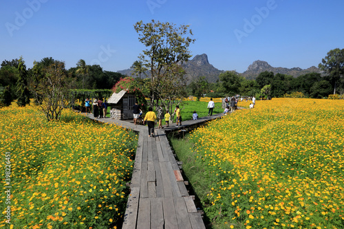 December 5, 2020 There were tourists visiting the blooming yellow cosmos field in Lopburi, Thailand.