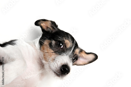 Best friend. Jack Russell Terrier little dog is posing. Cute playful doggy or pet playing on white studio background. Concept of motion, action, movement, pets love. Looks happy, delighted, funny.