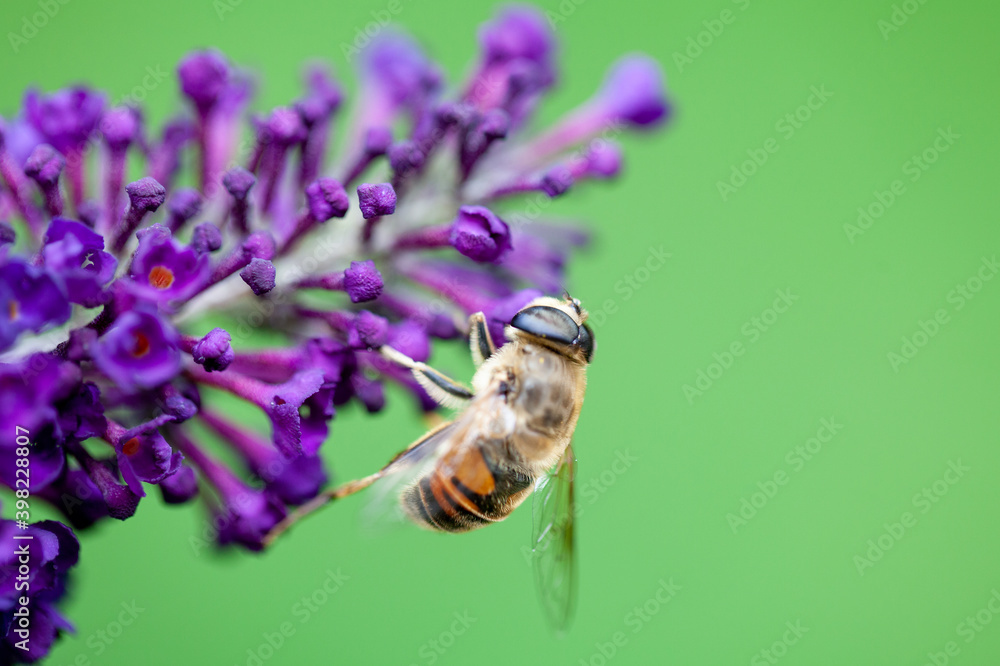honey bee collecting pollen on a purple buddleja flower in blur background. High quality photo