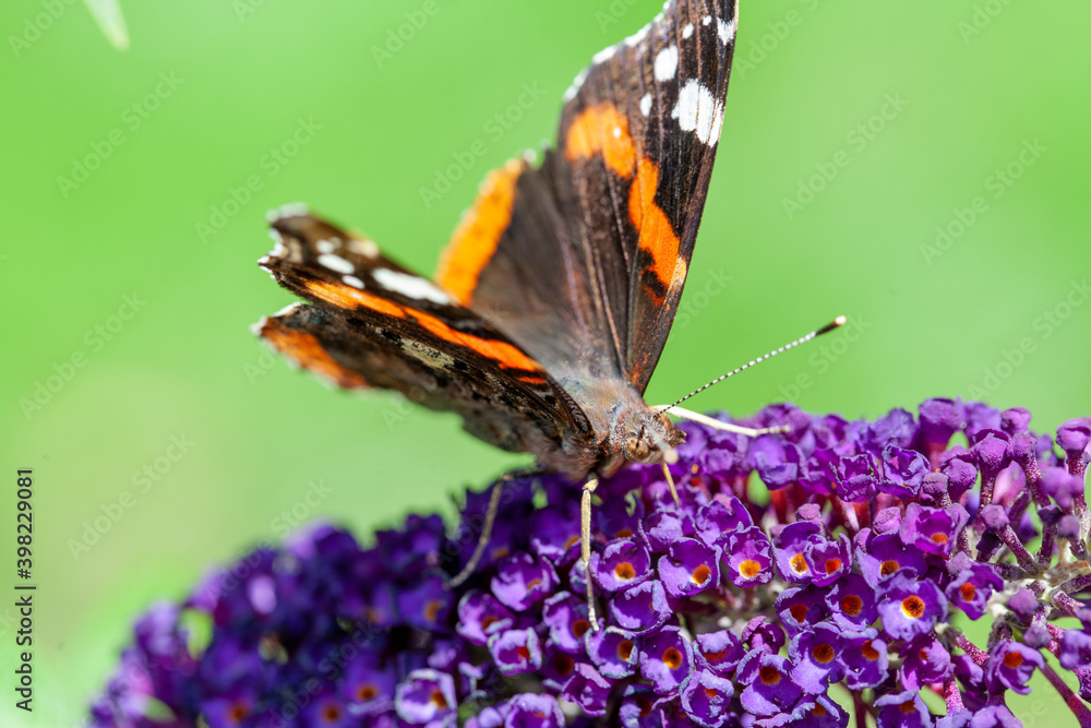 Red Admiral, Vanessa atalanta, butterflies on Buddleja flower or butterfly bush. High quality photo Red Admiral, Vanessa atalanta, butterflies on Buddleja flower or butterfly bush. High quality photo