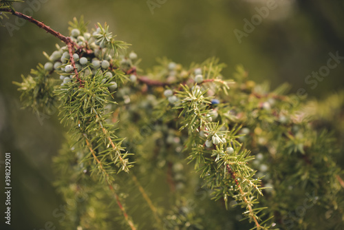 juniper bush with drops of water shining in the sun. natural medicinal plant juniperus communis