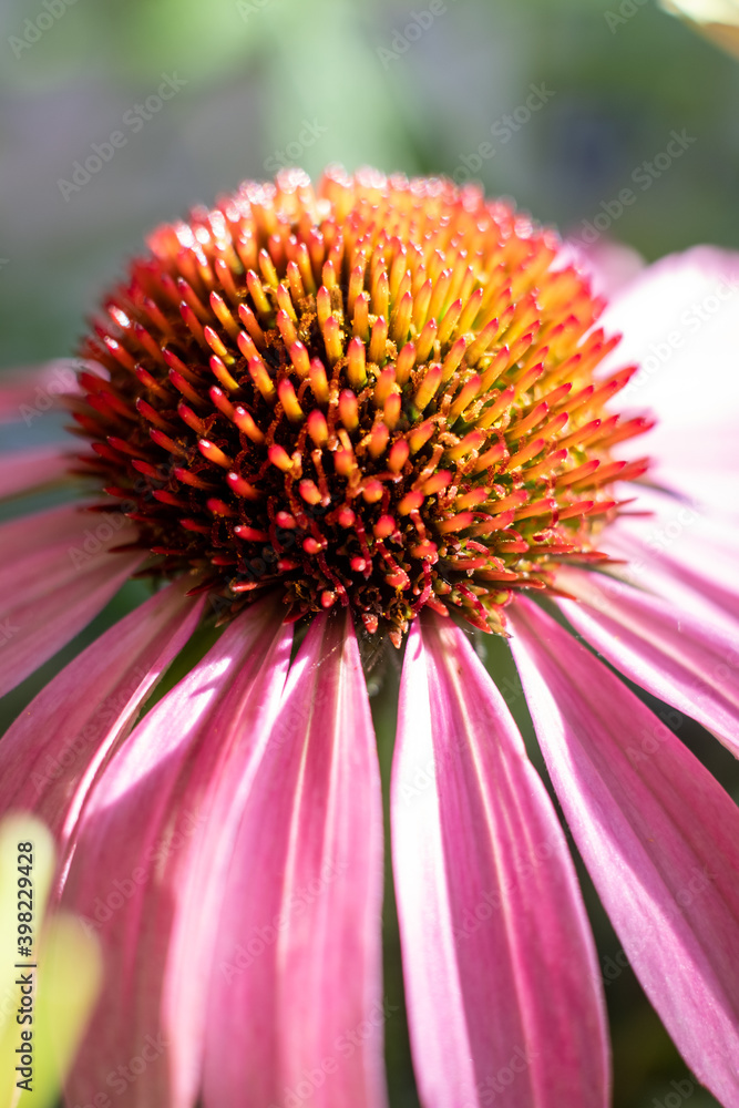 Close up of purple coneflower, Echinacea purpurea, blooming in a garden. High quality photo Close up of purple coneflower, Echinacea purpurea, blooming in a garden. High quality photo