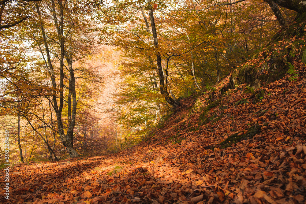 A tranquil forest covered by leafs in autumn.