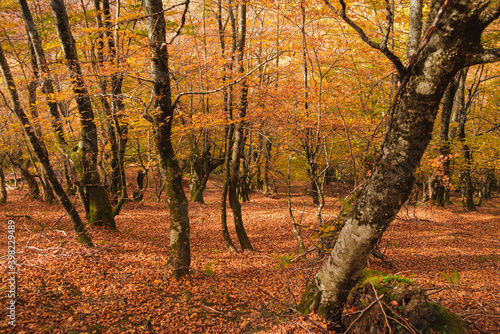 A tranquil forest covered by leafs in autumn.