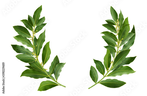 Laurel wreath isolated on white background with clipping path