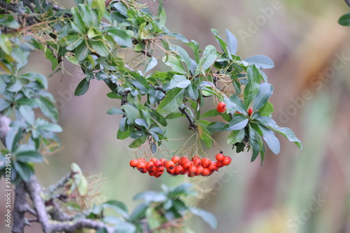 Branch with green leaves and red fruits