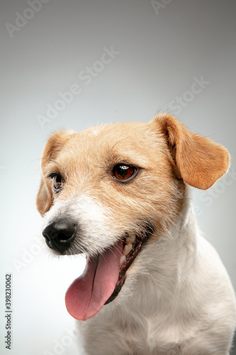Childhood. Close up Jack Russell Terrier little dog posing. Cute playful doggy or pet playing on gray background. Concept of motion, action, movement, pets love. Looks happy, delighted, funny.