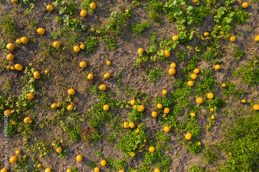 Structure of pumpkins growing on the ground from aerial view. Concept of halloween. Agricultural field with many colorful vegetable in autumn nature.