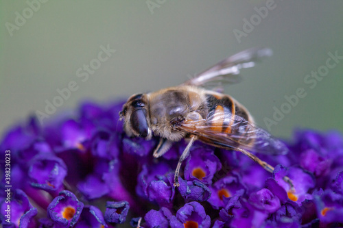 honey bee collecting pollen on a purple buddleja flower in blur background. High quality photo