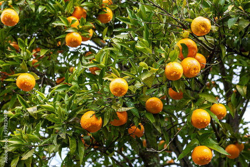 Orange trees in bloom. Delongo, county of Tomar, district of Santarem, Portugal