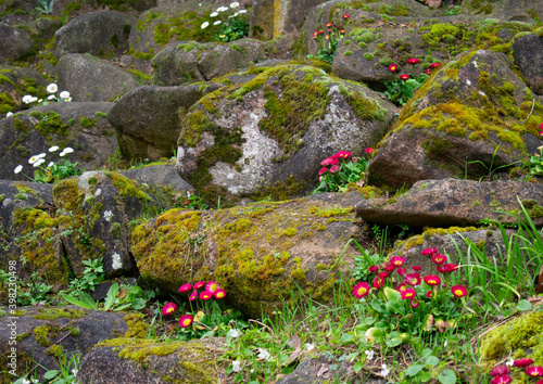 naturaleza, verde, invierno, hojas, plantas, arboles, textura, abstracto, macro, color, madera